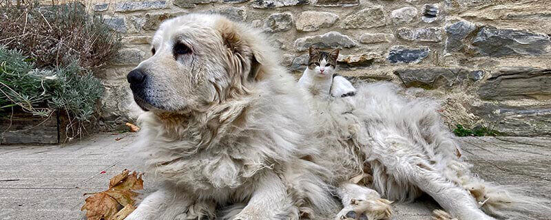 Casa Rural Os Ormos. Jaca. Pirineo. Pet friendly