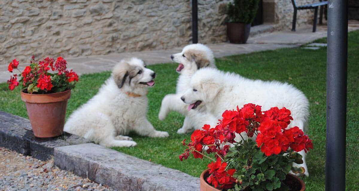 Casa Rural Os Ormos. Jaca. Pirineo. Pet friendly detalle 1