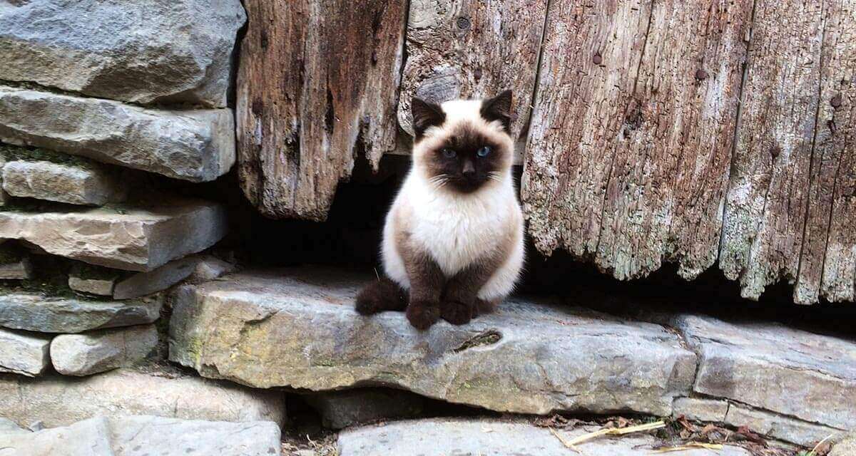 Casa Rural Os Ormos. Jaca. Pirineo. Pet friendly detalle 2