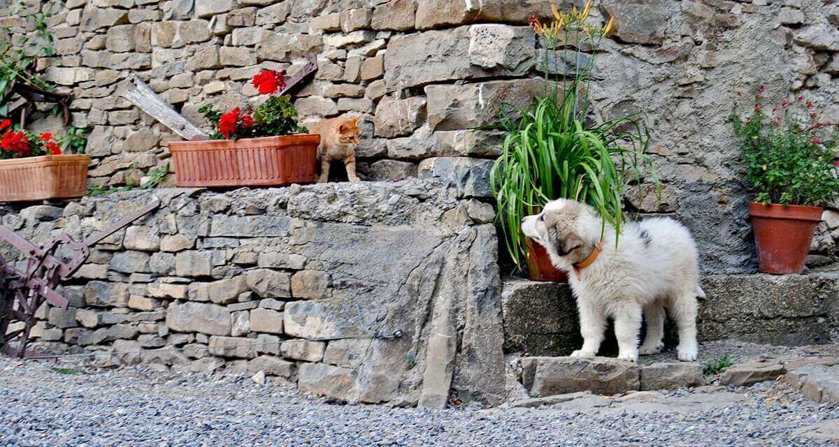 Casa Rural Os Ormos. Jaca. Pirineo. Pet friendly detalle 3