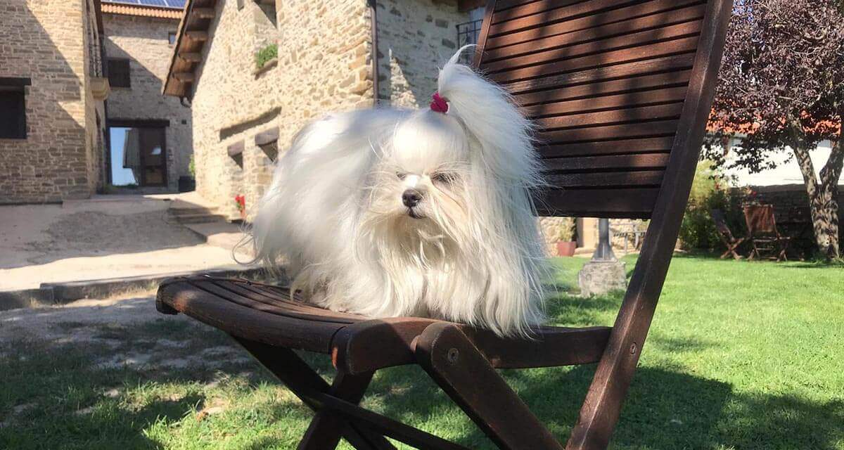 Casa Rural Os Ormos. Jaca. Pirineo. Pet friendly detalle 5