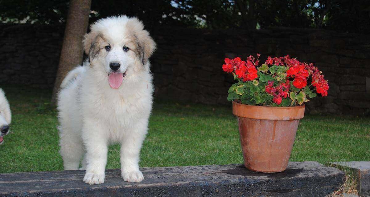 Casa Rural Os Ormos. Jaca. Pirineo. Pet friendly detalle 6