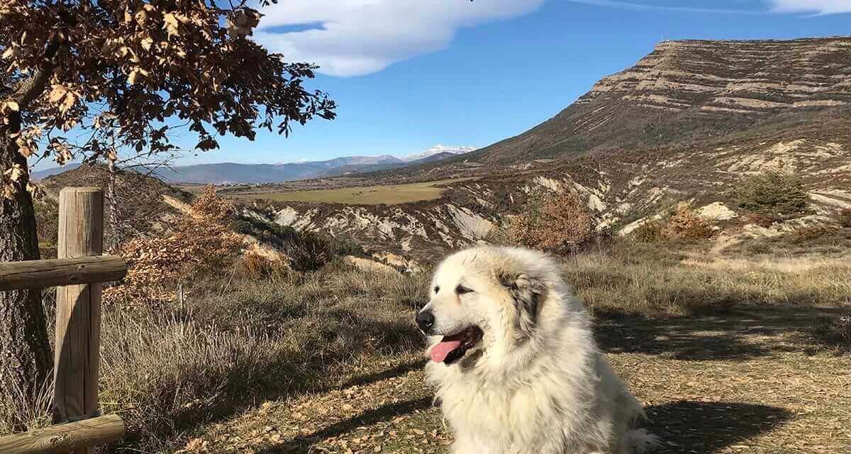 Casa Rural Os Ormos. Jaca. Pirineo. Pet friendly detalle 7