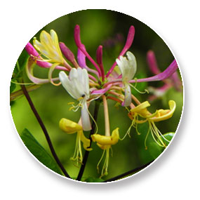Naturaleza y patrimonio en la Casa Rural Os Ormos