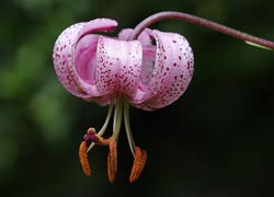 lirio Casa rural Os Ormos Jaca Pirineo